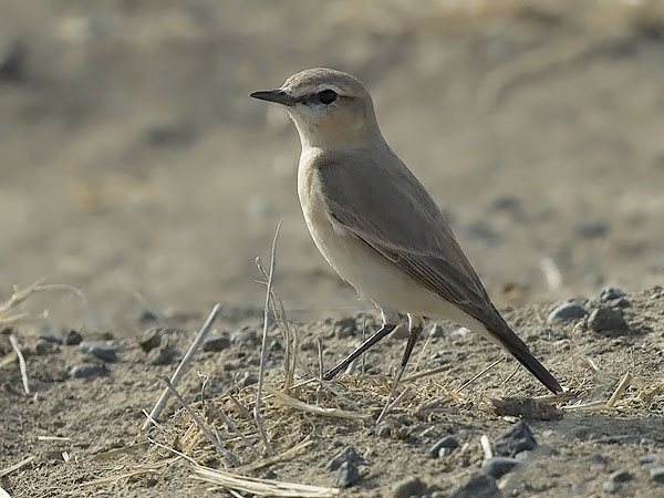 Arotasku, Isabelline Wheatear, Oenanthe isabellina